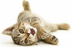 balikkucing